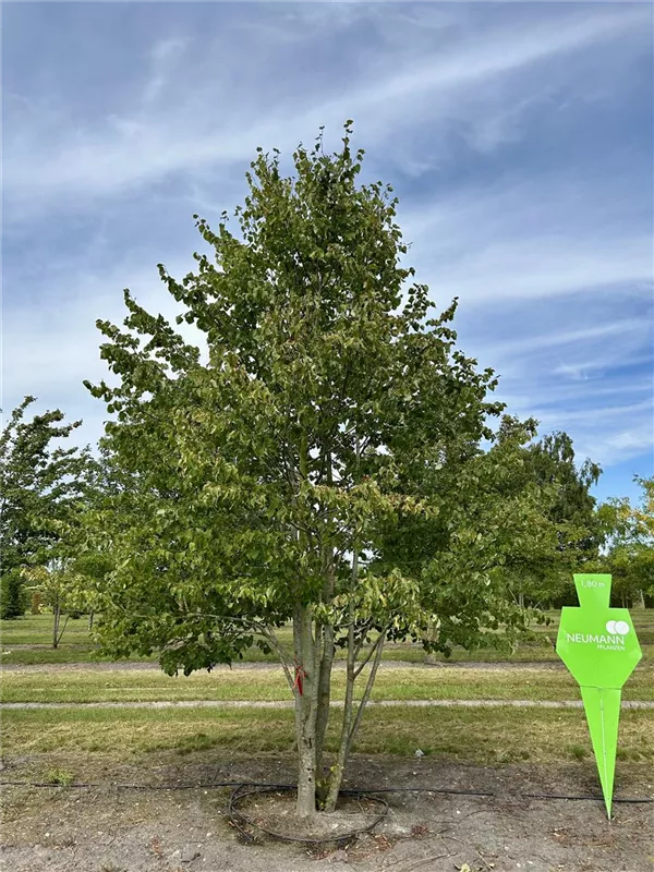 Tilia cordata