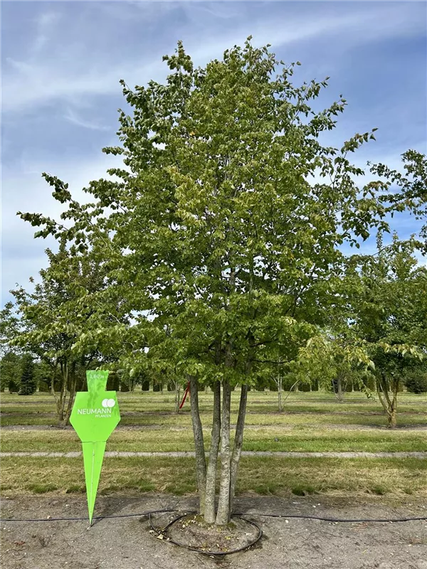 Tilia cordata