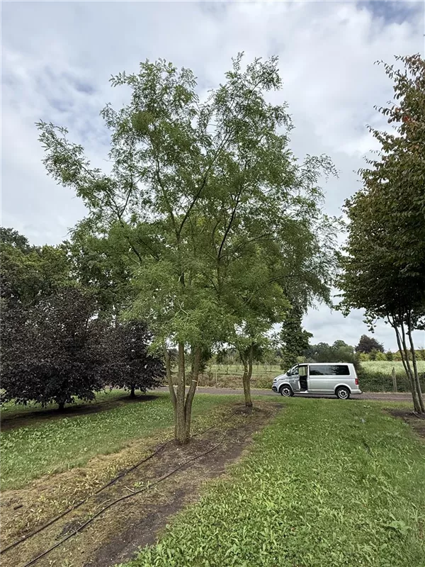 Sophora japonica 'Regent'