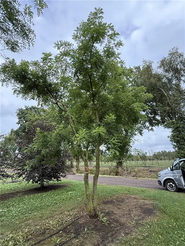 Sophora japonica 'Regent'