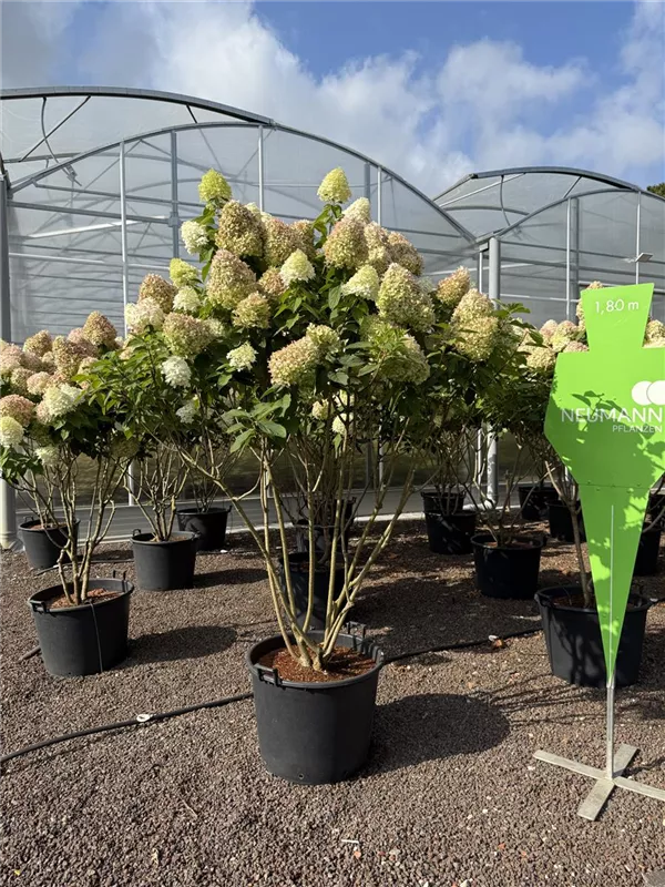 Hydrangea panic. 'Grandiflora'