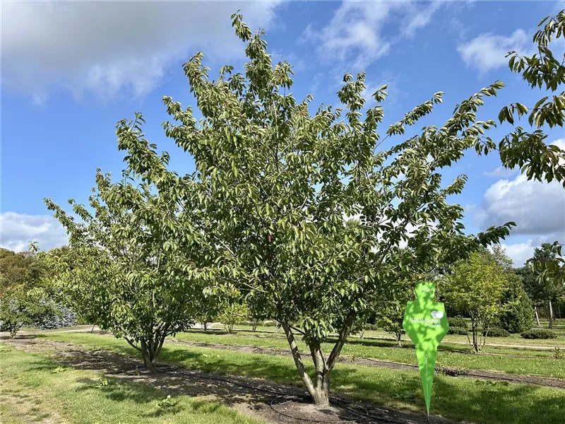 Prunus serrulata 'Taihaku'