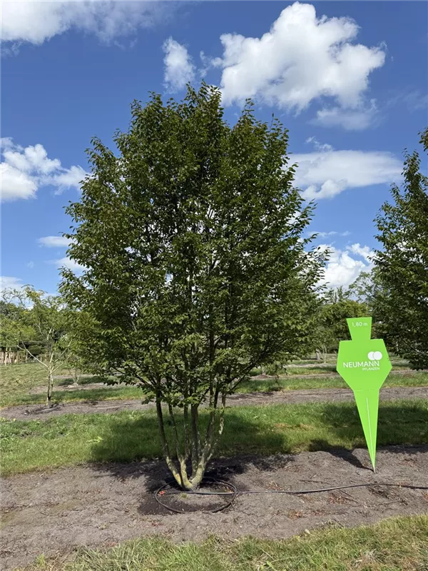 Carpinus betulus 'Rockhampton Red'