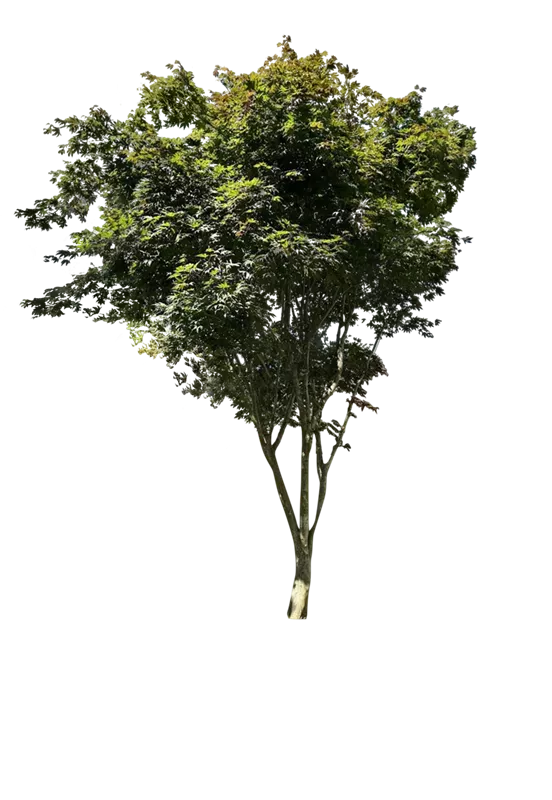 Acer palmatum 'Atropurpureum'