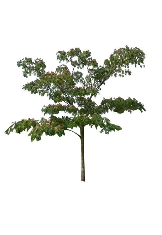 Albizia julibrissin