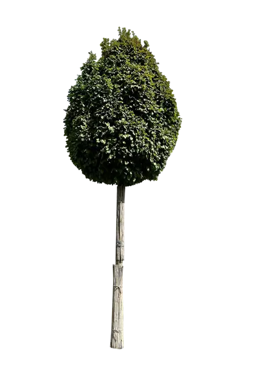 Carpinus betulus 'Fastigiata Monument'