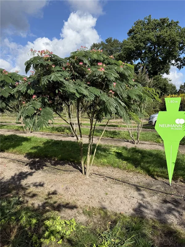 Albizia julibrissin 'Ombrella'