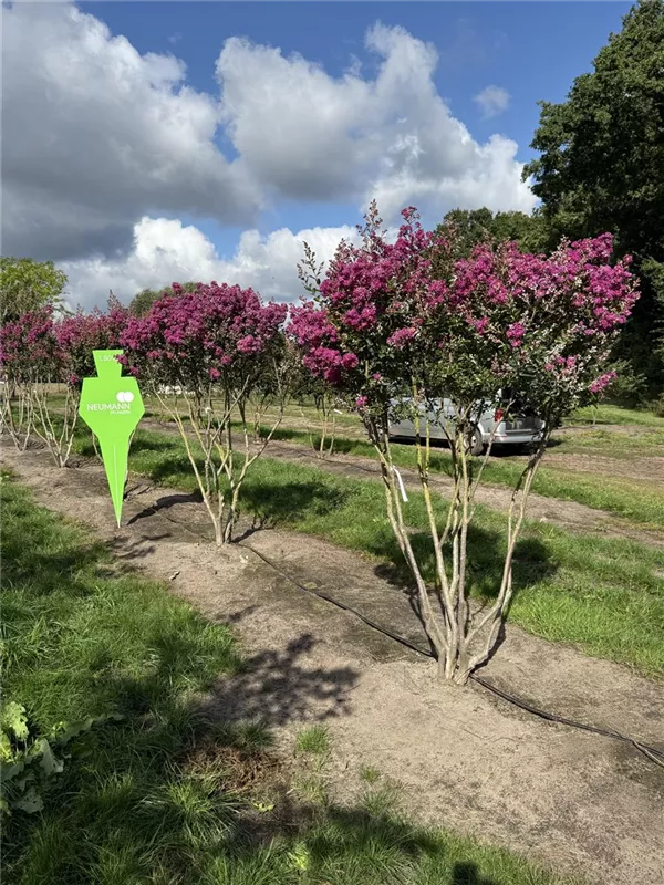 Lagerstroemia indica 'Violet d´Ete'