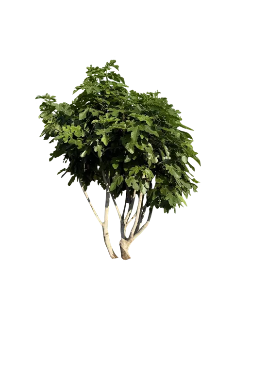 Ficus carica i.S. CAC