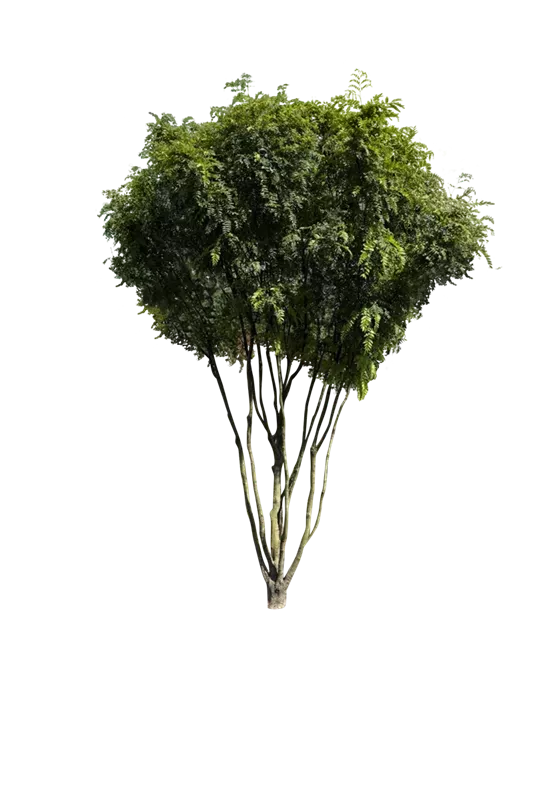 Gleditsia triacanthos 'Elegantissima'