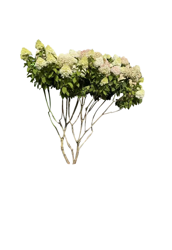 Hydrangea panic. 'Grandiflora'