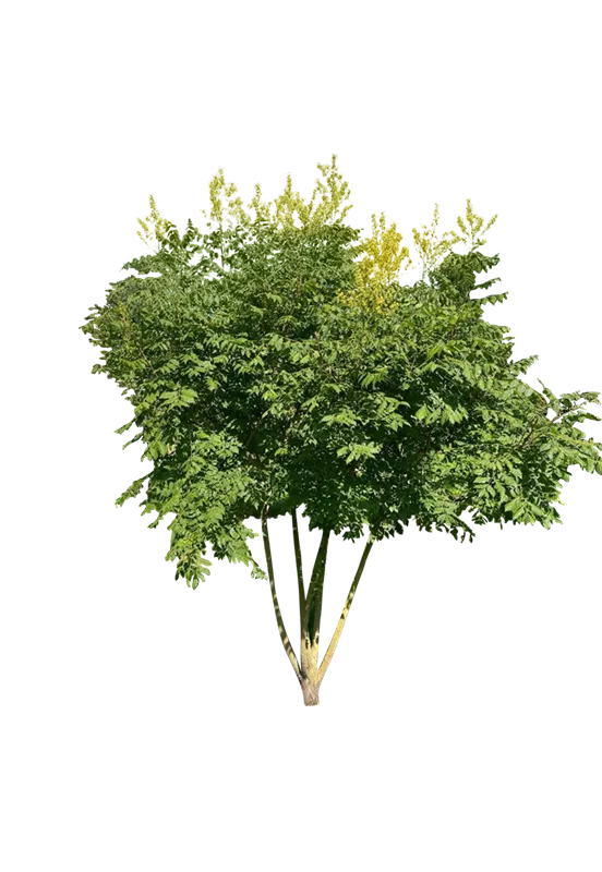 Koelreuteria paniculata
