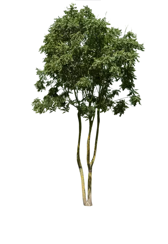 Koelreuteria paniculata