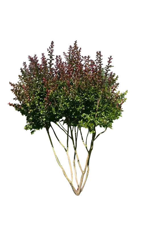 Lagerstroemia indica 'Dynamite' -R-