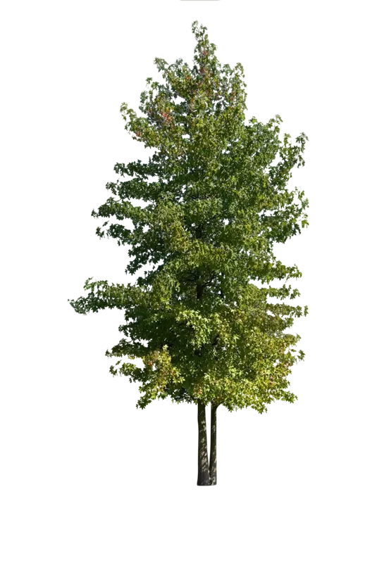 Liquidambar styraciflua