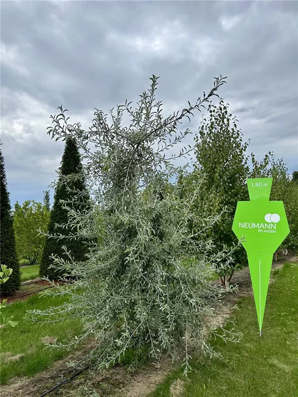 Pyrus salicifolia 'Pendula'