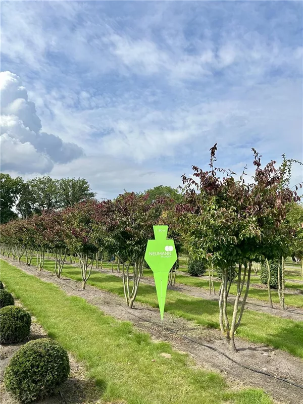 Parrotia persica 'Bella'