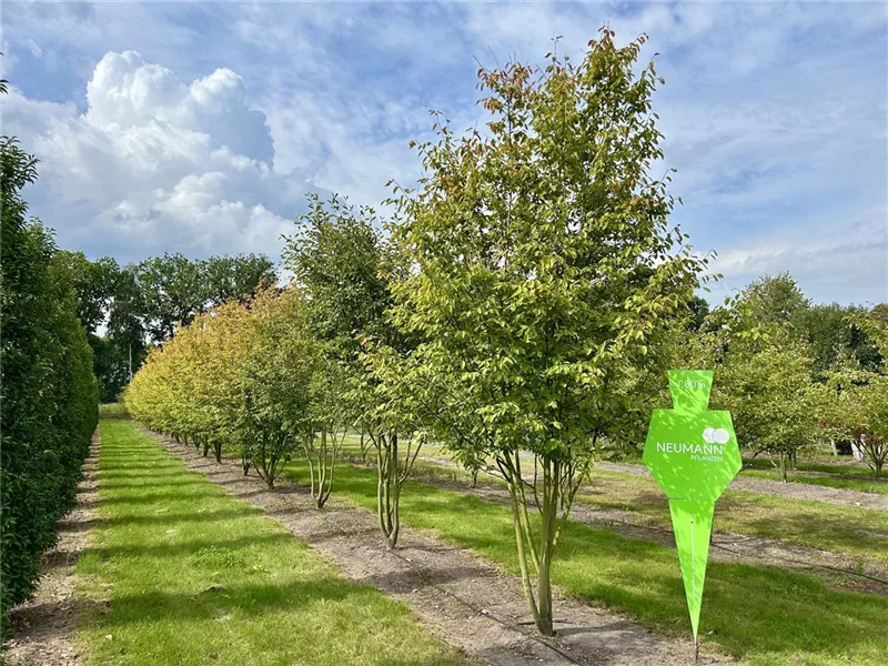 Amelanchier arborea 'Robin Hill'