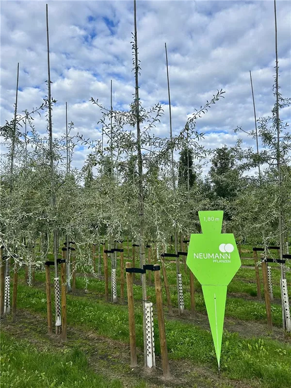 Pyrus salicifolia 'Pendula'