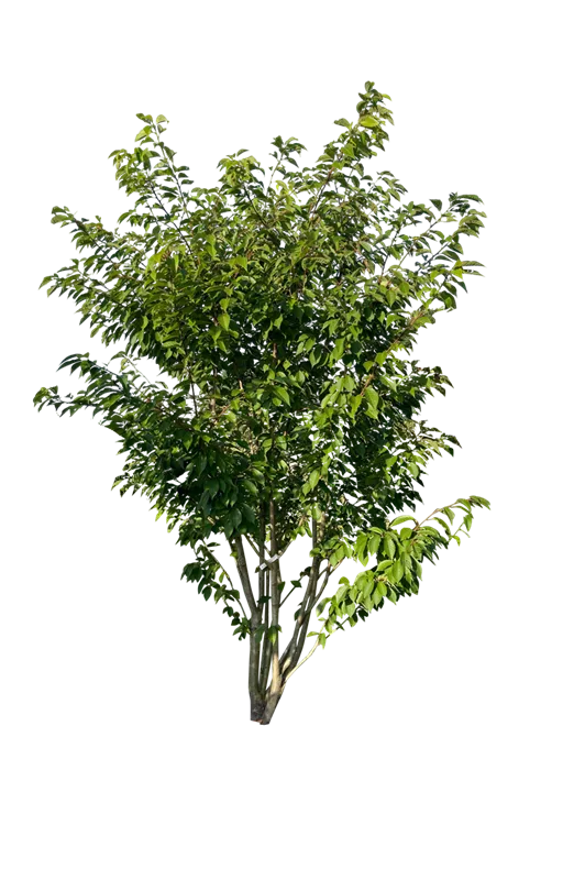 Prunus serrulata 'Kanzan'