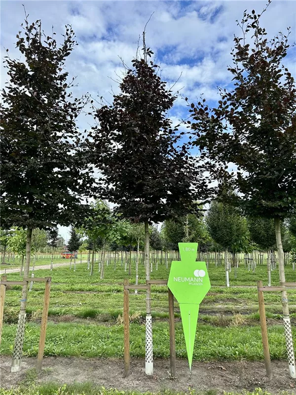 Fagus sylvatica purpurea