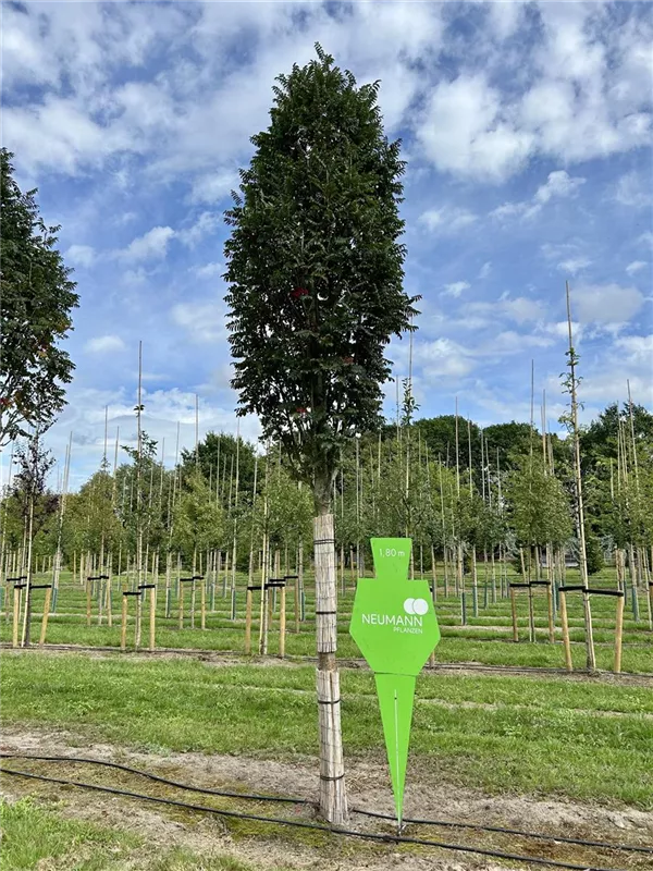 Sorbus aucuparia 'Fastigiata'