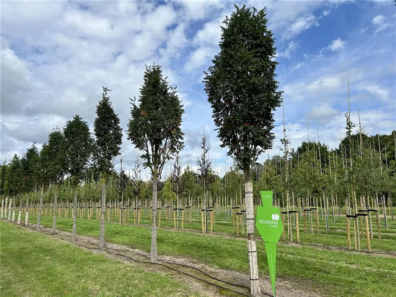 Sorbus aucuparia 'Fastigiata'