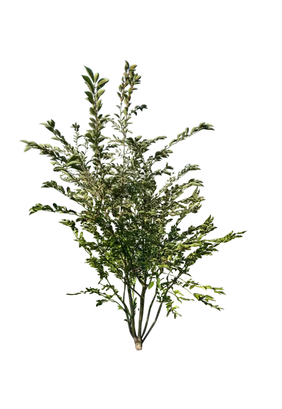 Prunus subhirtella 'Accolade'