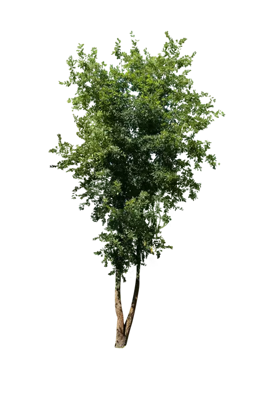 Quercus pubescens