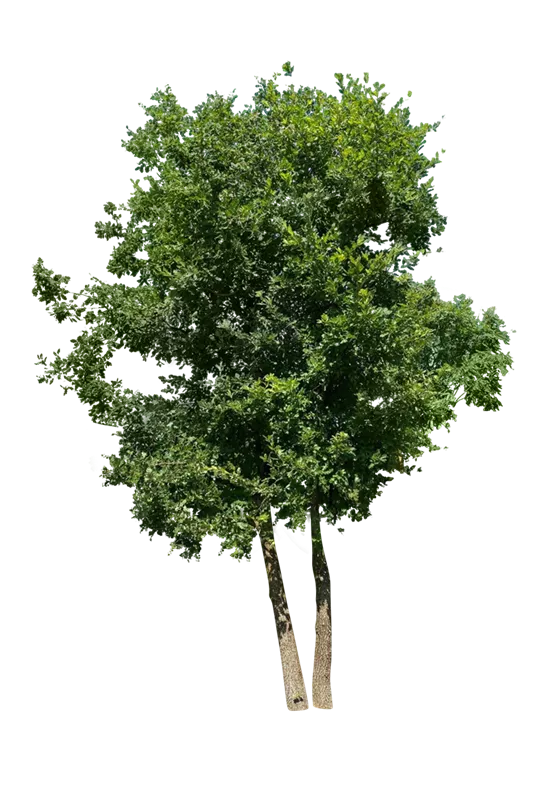 Quercus pubescens