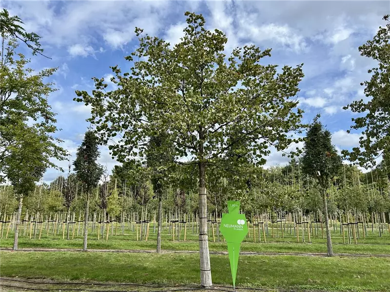 Cornus florida