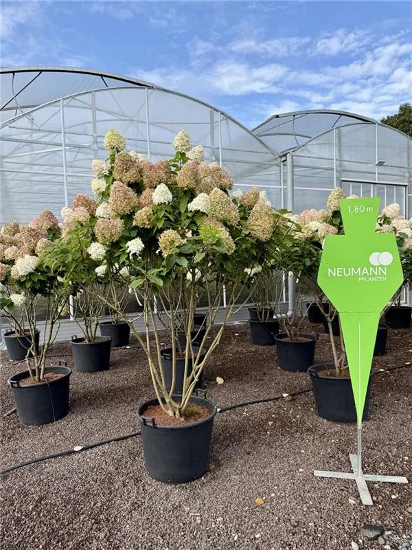 Hydrangea panic. 'Grandiflora'