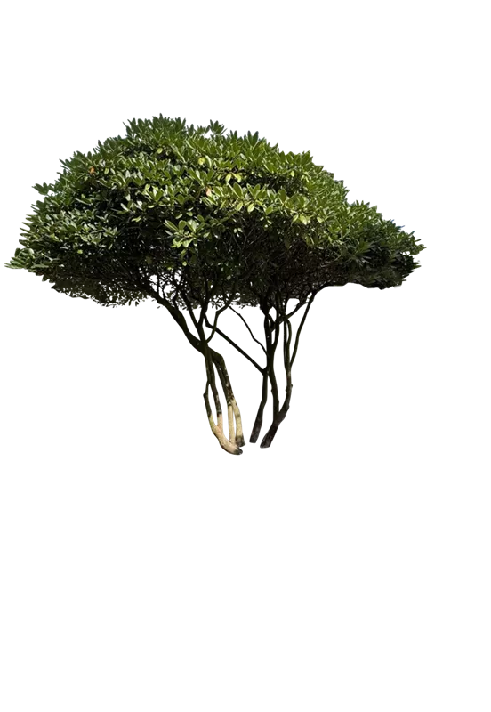 Rhododendron Hybr.'Catawb. Grandiflorum'