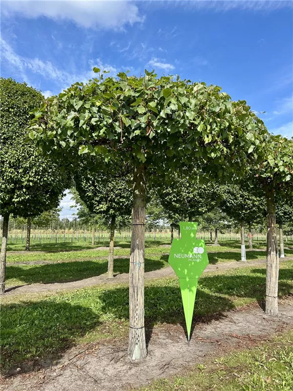 Tilia europaea 'Pallida'