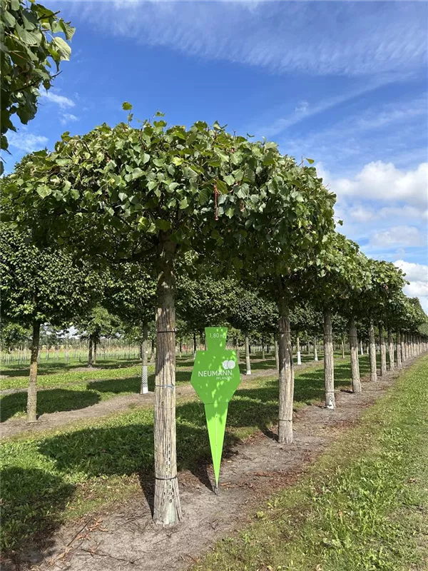 Tilia europaea 'Pallida'