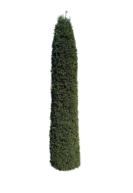 Taxus baccata 'Höpken's Gigant'
