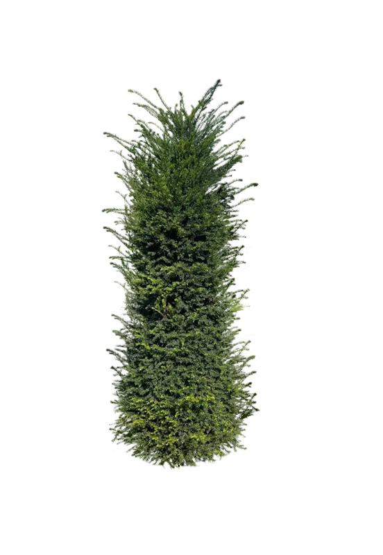 Taxus baccata