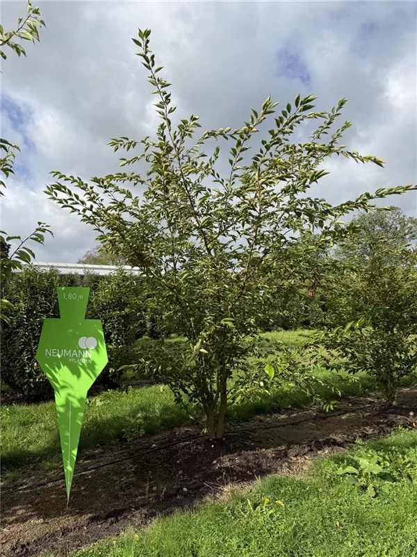 Prunus subhirtella 'Accolade'