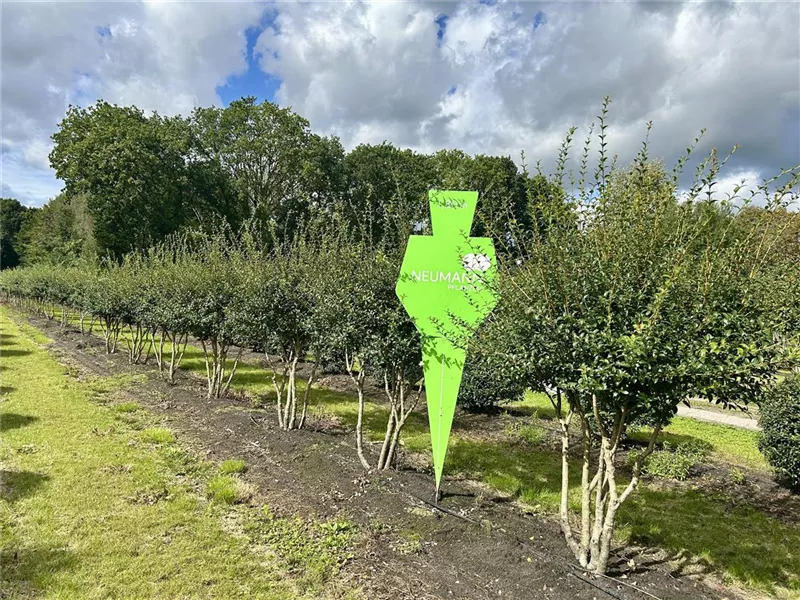 Osmanthus burkwoodii