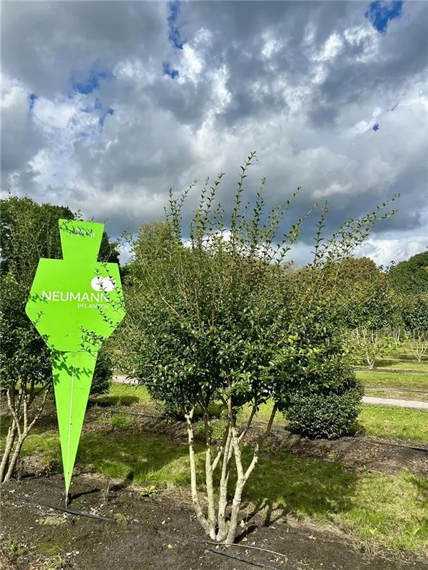 Osmanthus burkwoodii