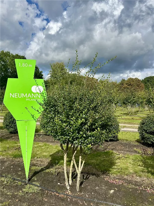 Osmanthus burkwoodii