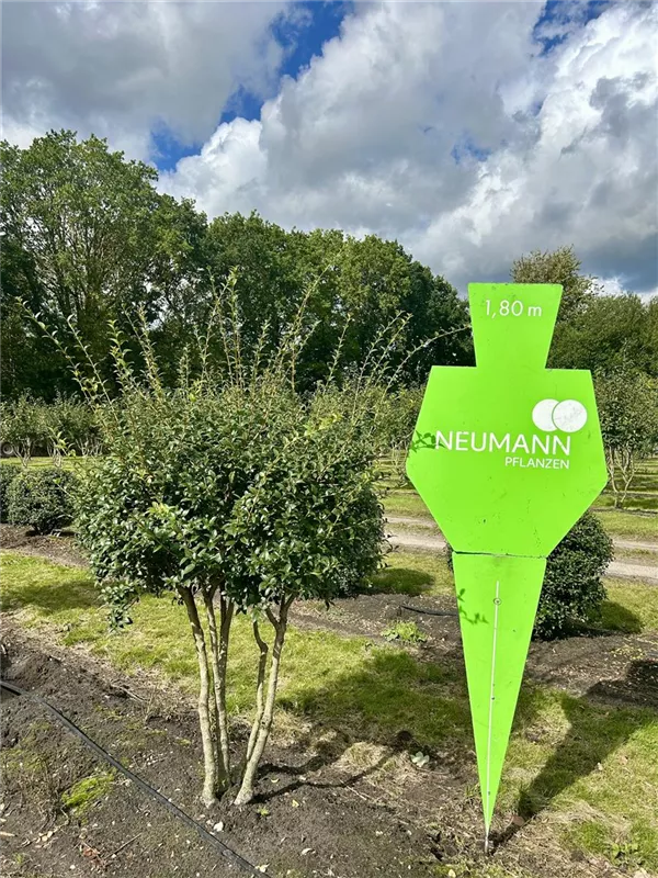 Osmanthus burkwoodii