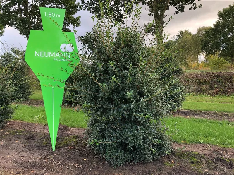 Osmanthus burkwoodii