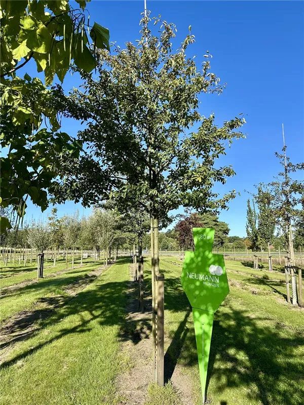 Amelanchier lamarckii