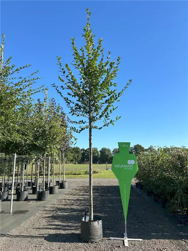 Carpinus betulus