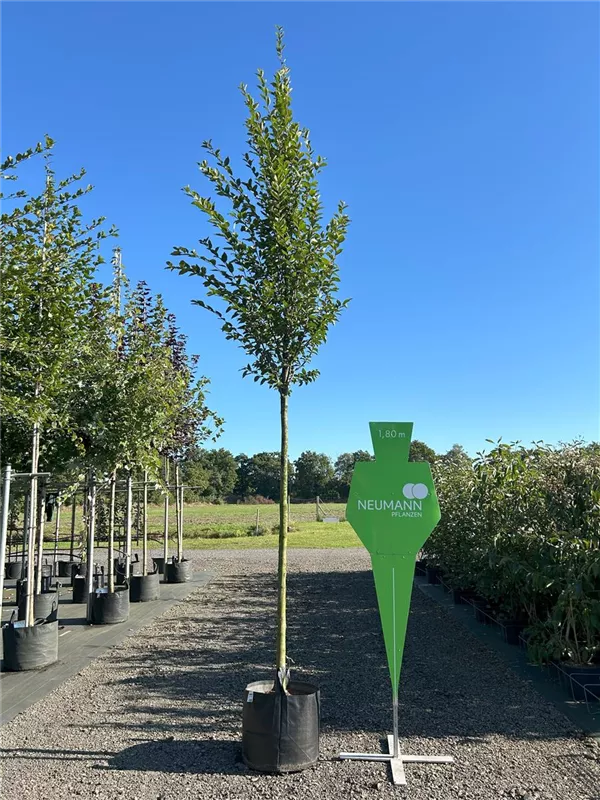 Carpinus betulus 'Fastigiata'