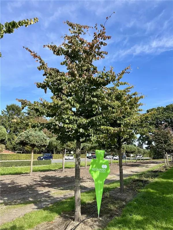 Parrotia persica