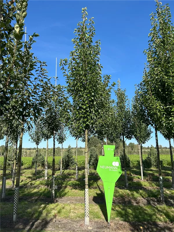 Pyrus calleryana 'Chanticleer'