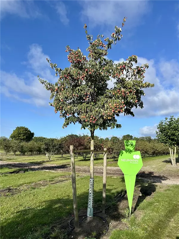 Cornus kousa chinensis 'Weiße Fontaine'