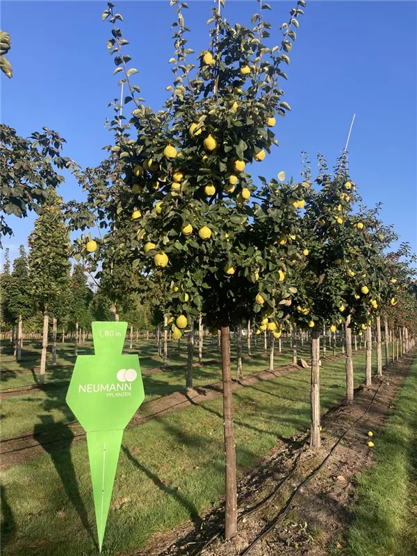 Cydonia 'Apfelquitte' i.S. CAC